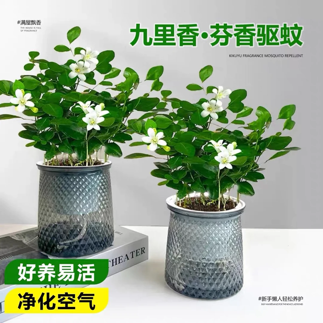 【买一送一】九里香盆栽浓香水培植物四季好养七里香树苗驱蚊绿植