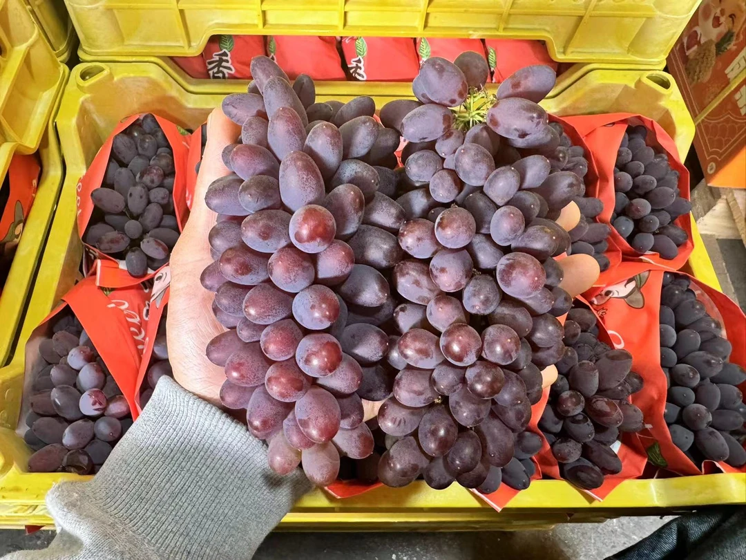 云南茉莉香葡萄 花香浓郁 回味无穷 2斤、3斤、5斤装