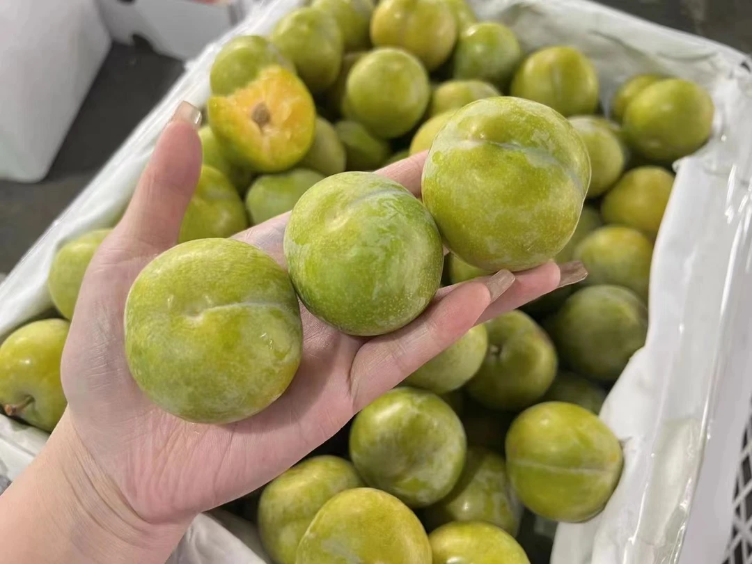 贵州六马蜂糖李大果 当季限定脆甜可口皮薄肉厚 汁水丰富九甜一酸