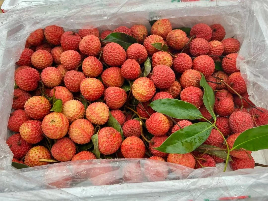 广东桂味儿荔枝 淡淡桂花香 果肉Q弹 汁水充足