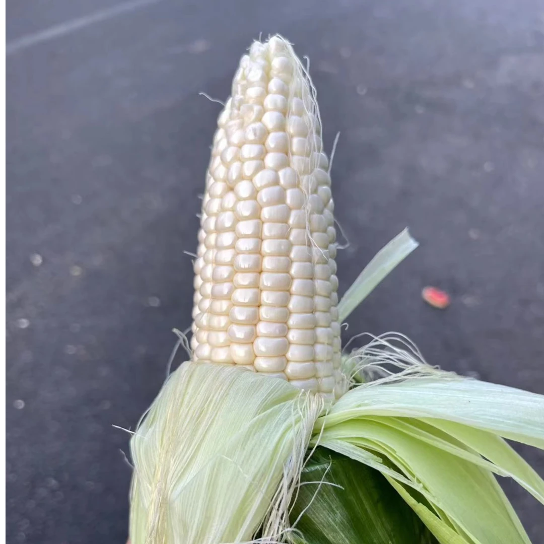 仙女山小甜糯玉米又甜又糯又香 非转基因包谷