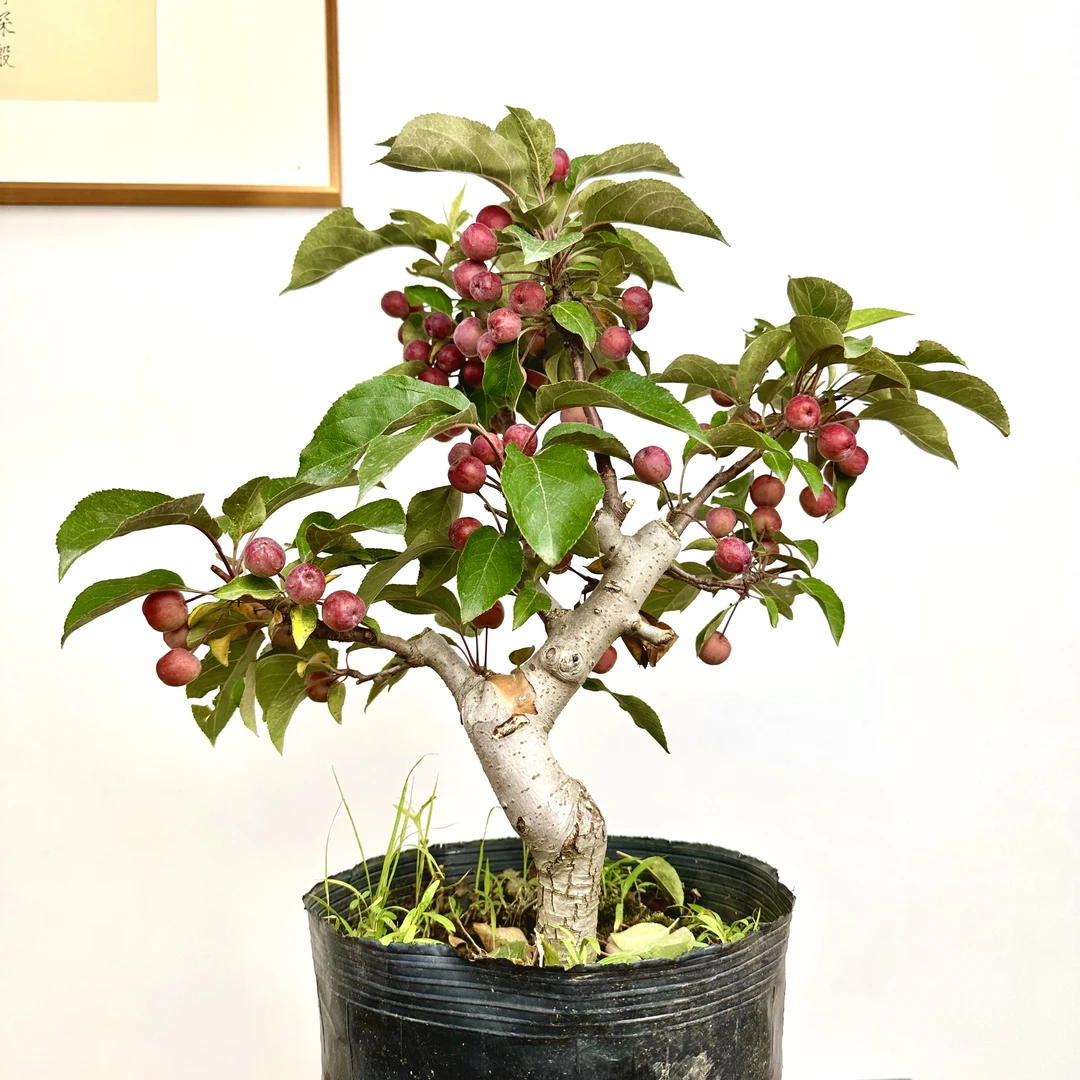 海棠梅花盆景四季植物花卉室内外开花庭院好养带花苞发货