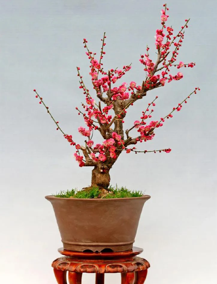 【原生红梅】浓香型盆景满花苞梅花原生当年开花