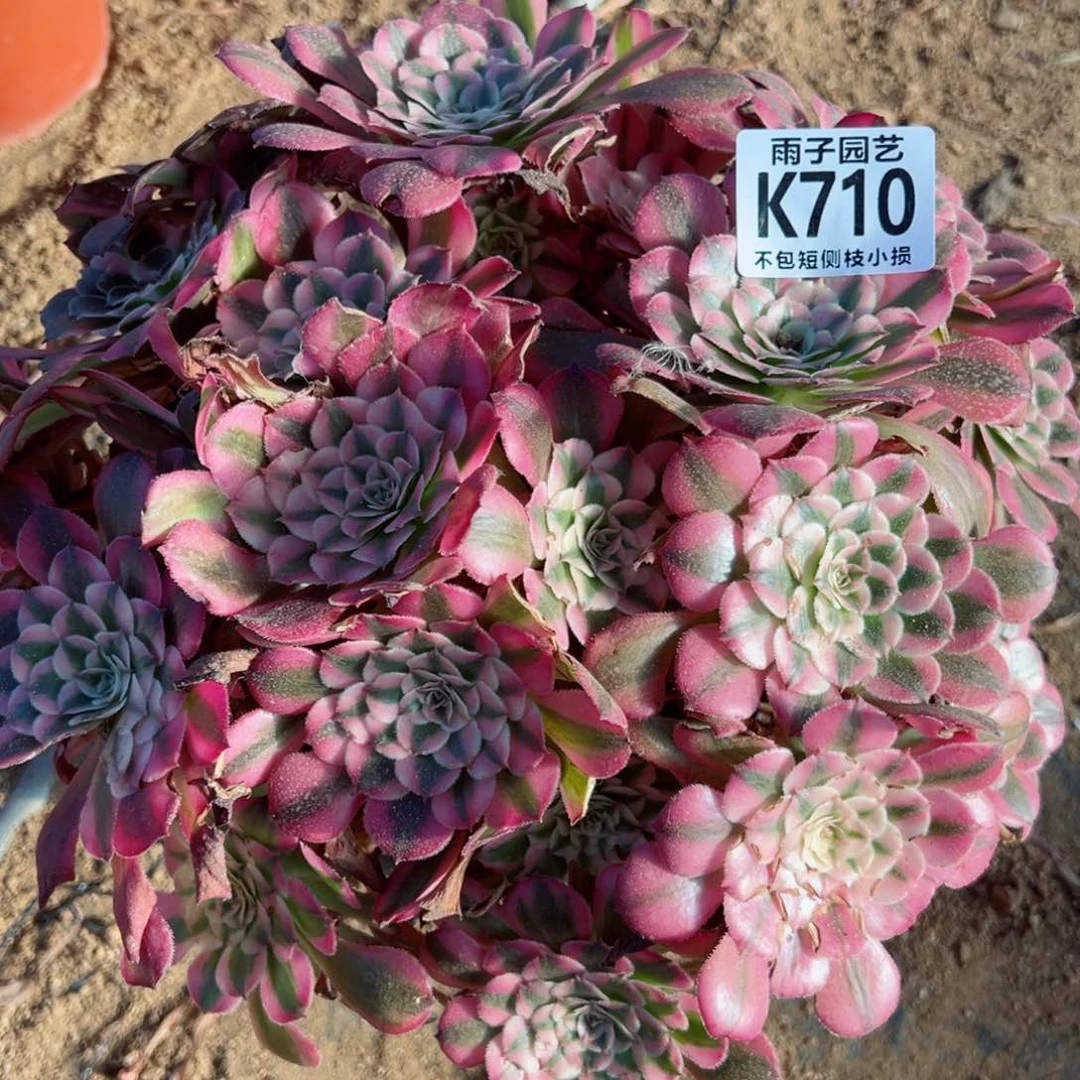 710雨子法师多肉当年桩红彤白