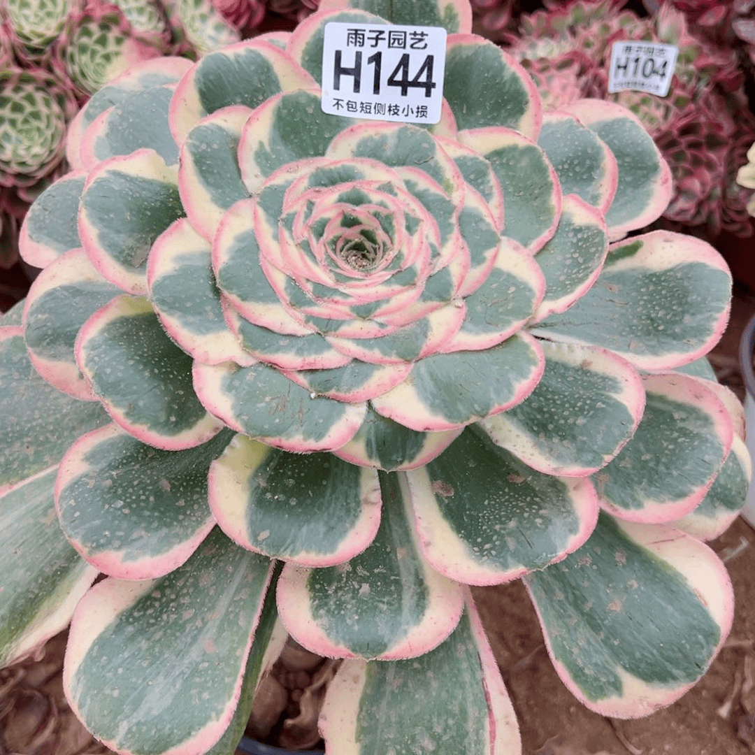 144雨子法师多肉当年桩王妃