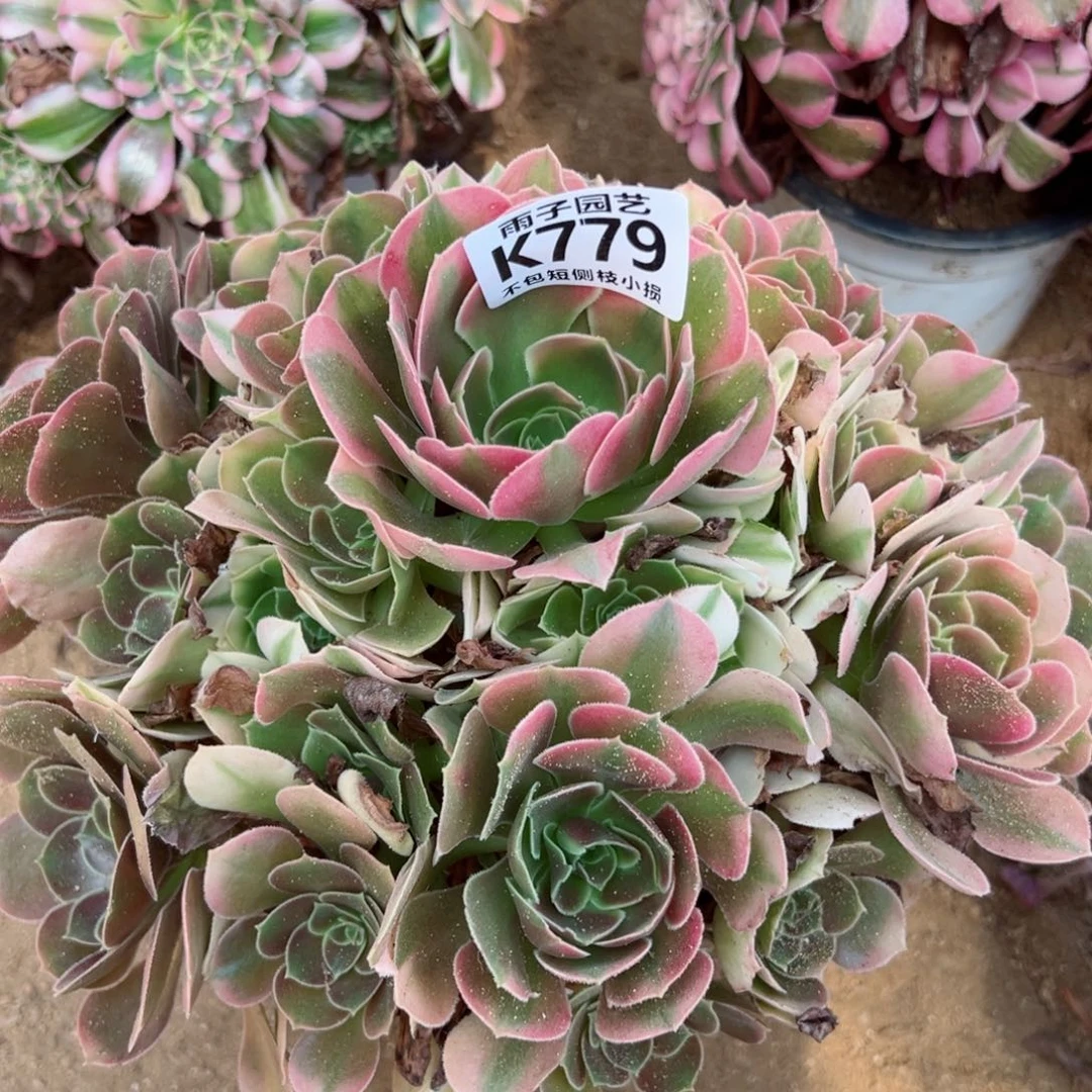 779雨子法师多肉当年桩香妃