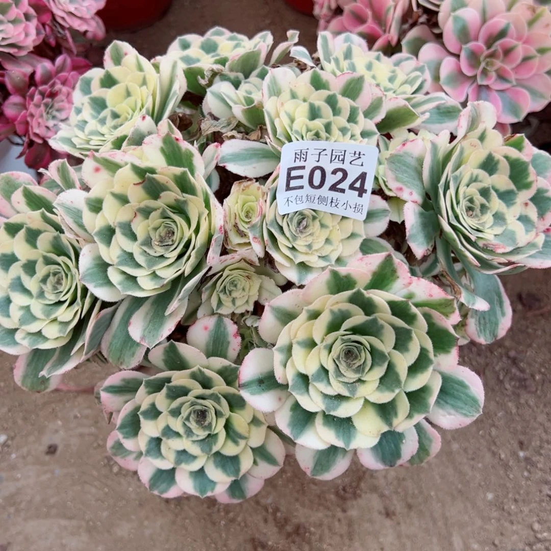 024迈巴赫雨子法师多肉