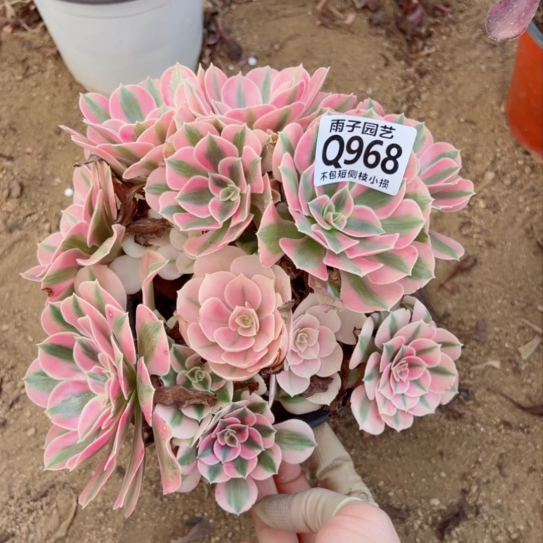 968雨子法师多肉当年桩粉女巫