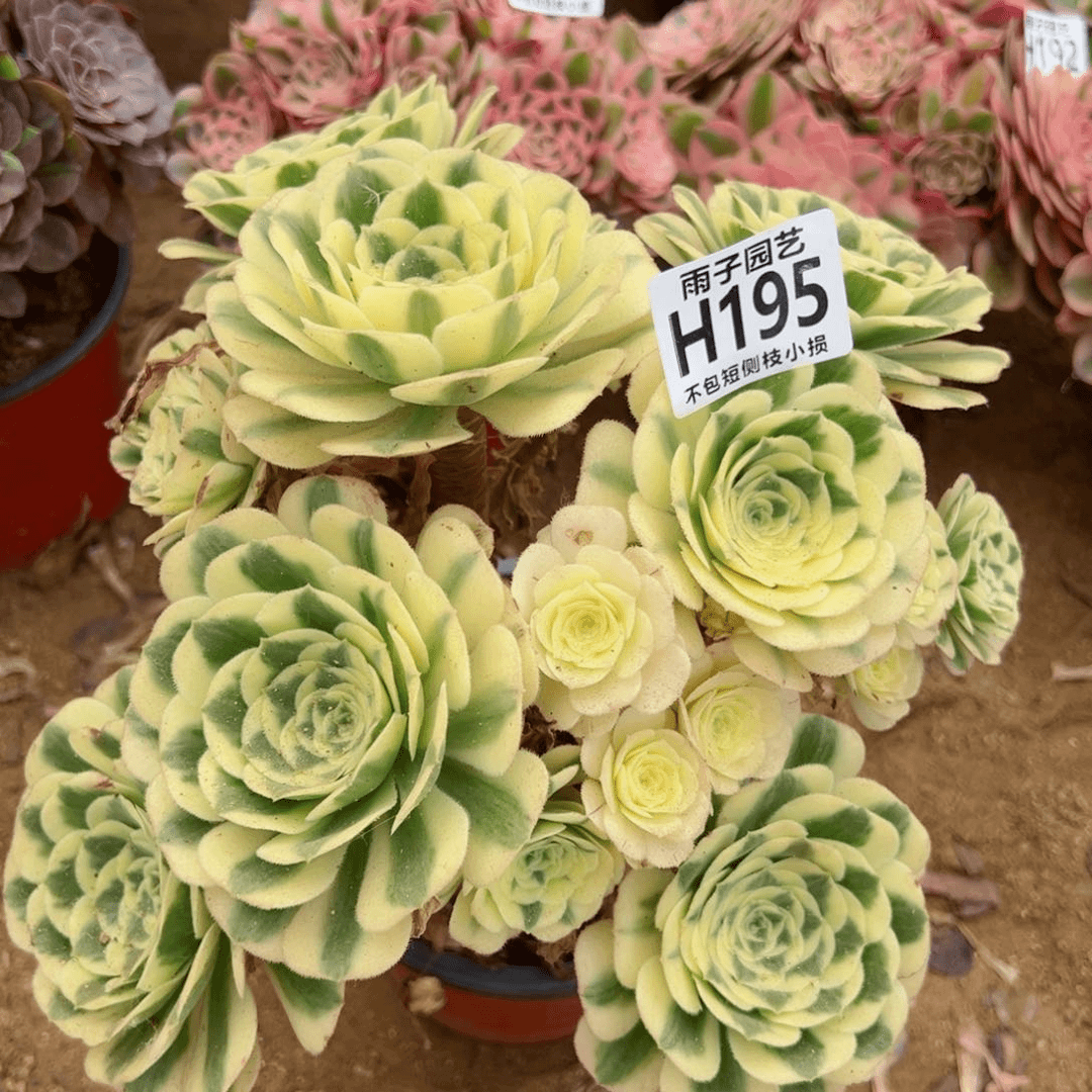 195雨子法师多肉当年桩迈巴赫