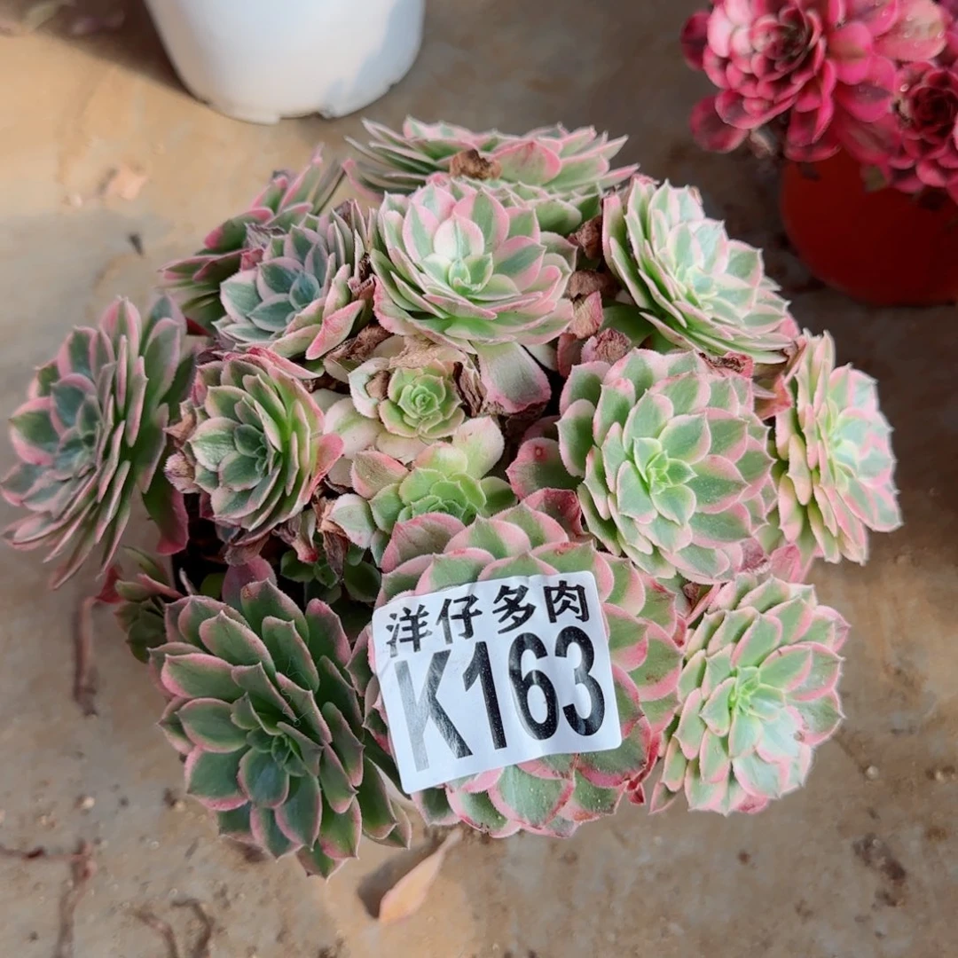 163海王2号直播间