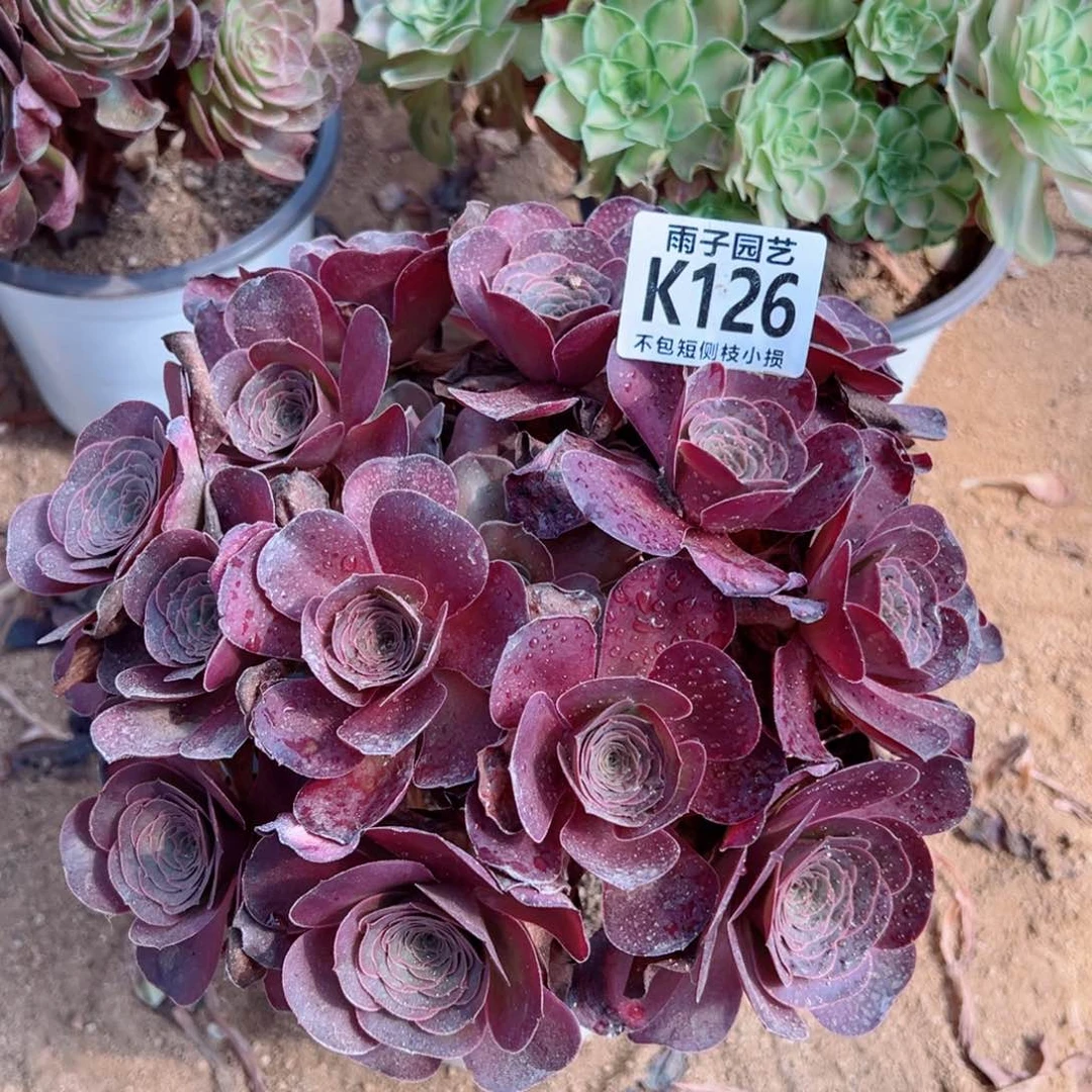 126雨子法师多肉当年桩魅金玫瑰