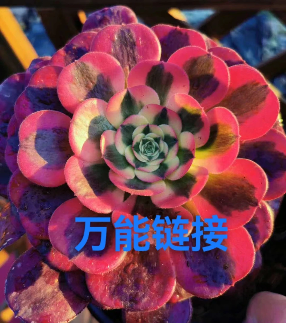 雨子直播间 一物一拍（高端法师锦）108