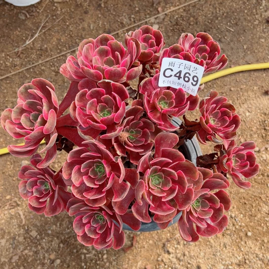 469爱神雨子多新品