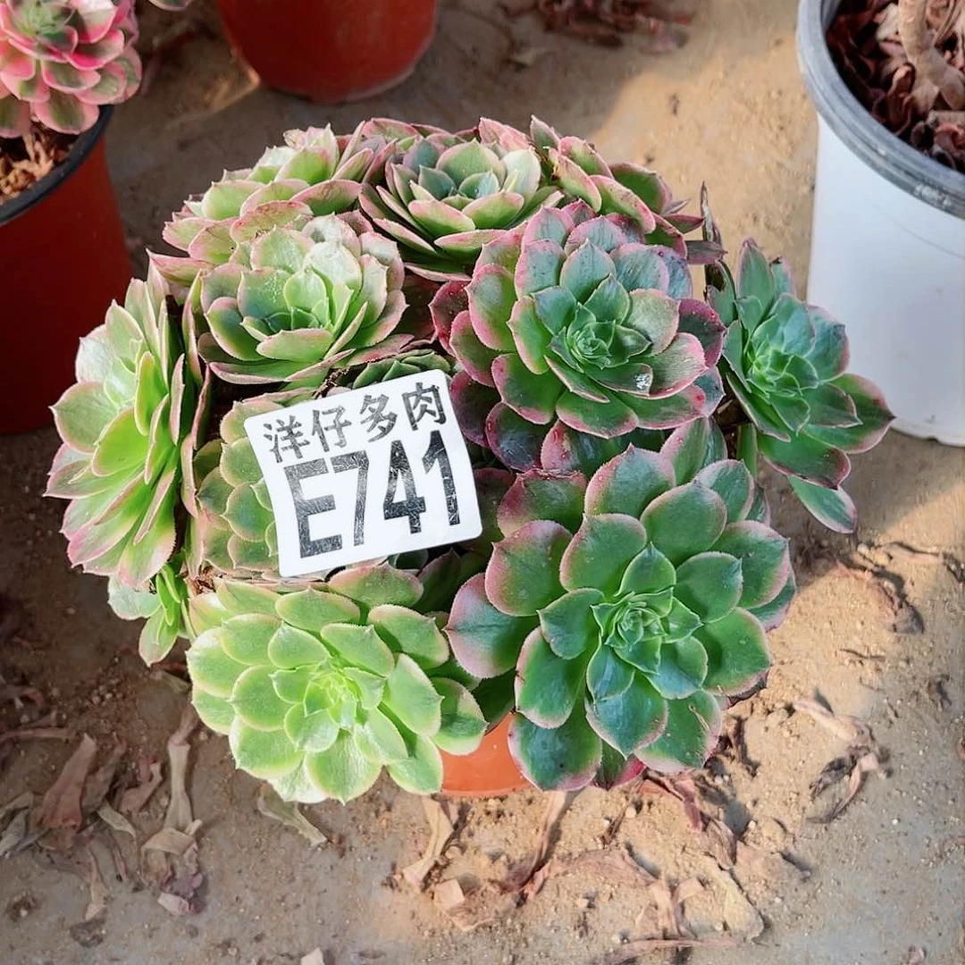 741海王2号直播间