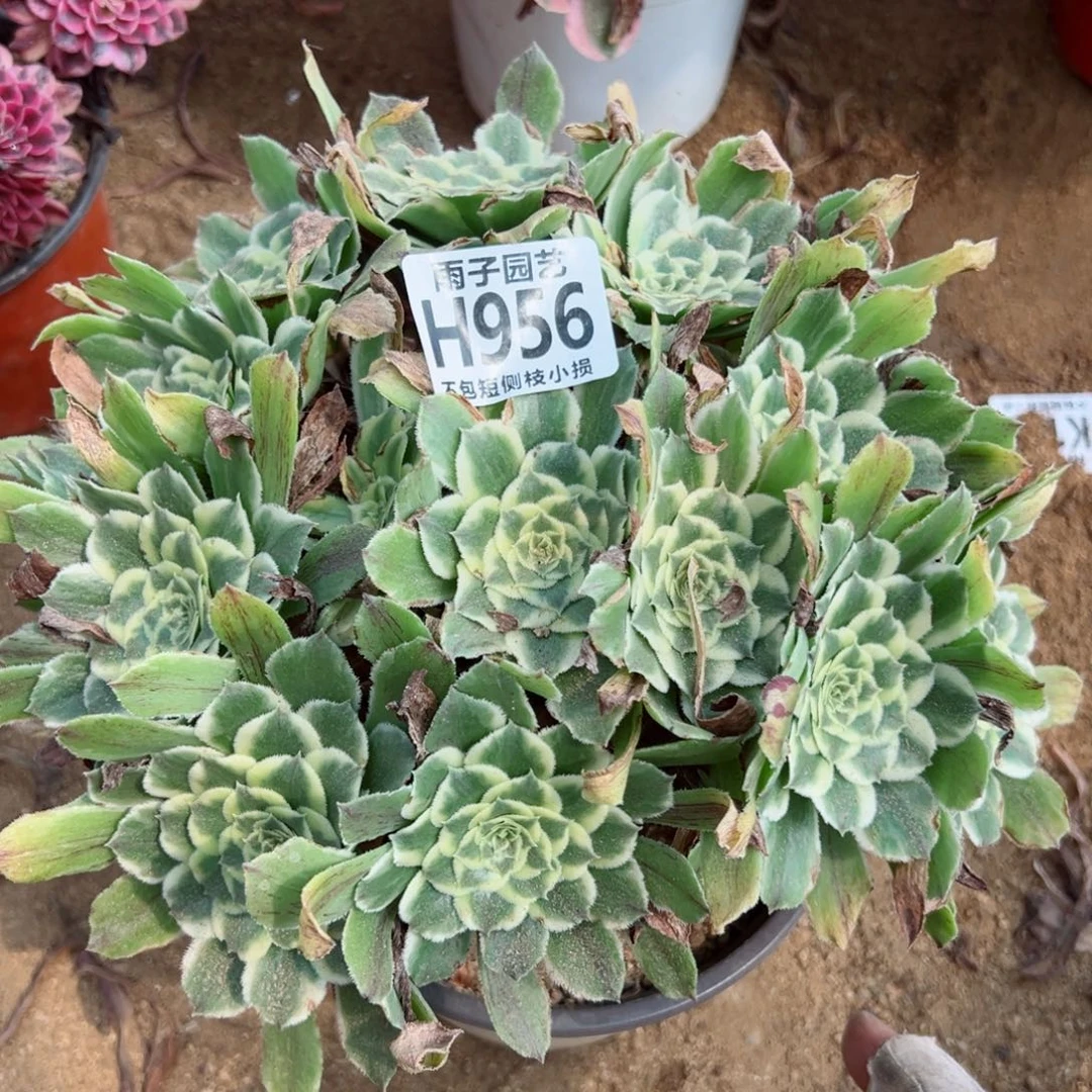 956雨子法师多肉当年桩碧浪