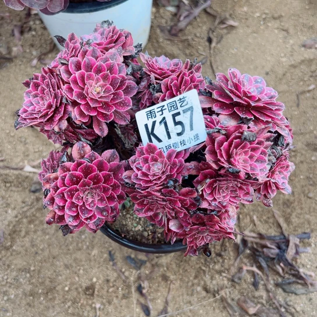 157雨子法师多肉当年桩黑彤胡缀化