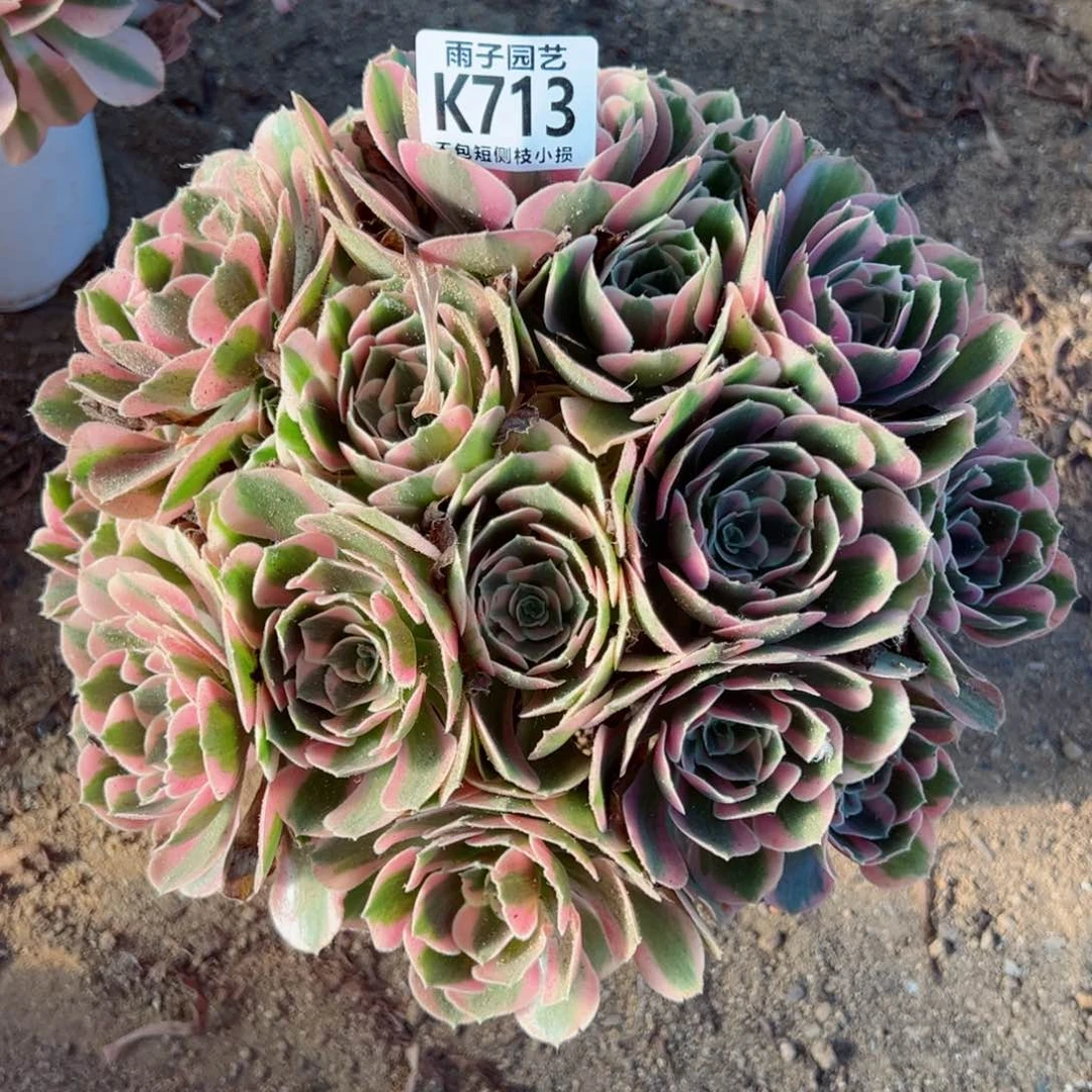 启*713雨子法师多肉当年桩粉女郎