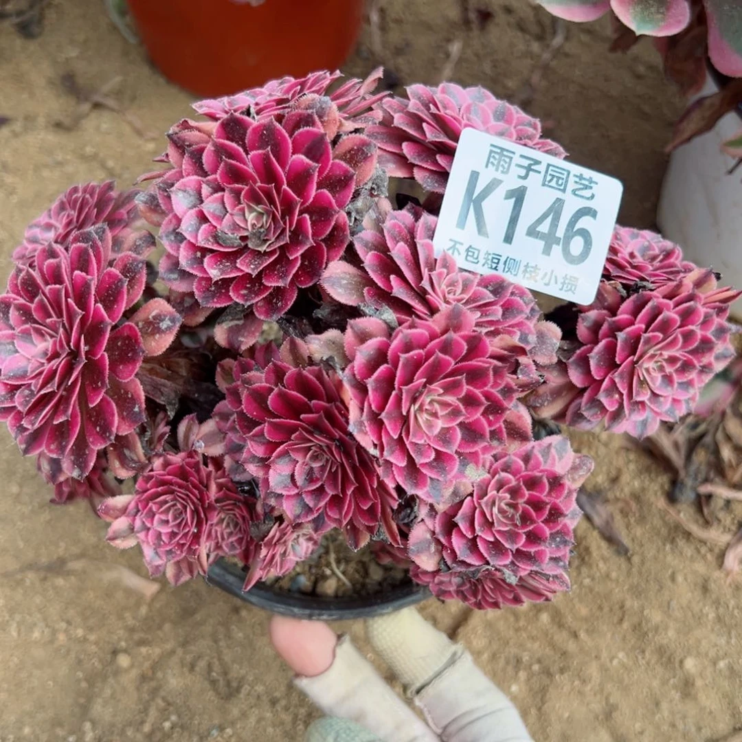146雨子法师多肉当年桩缀化