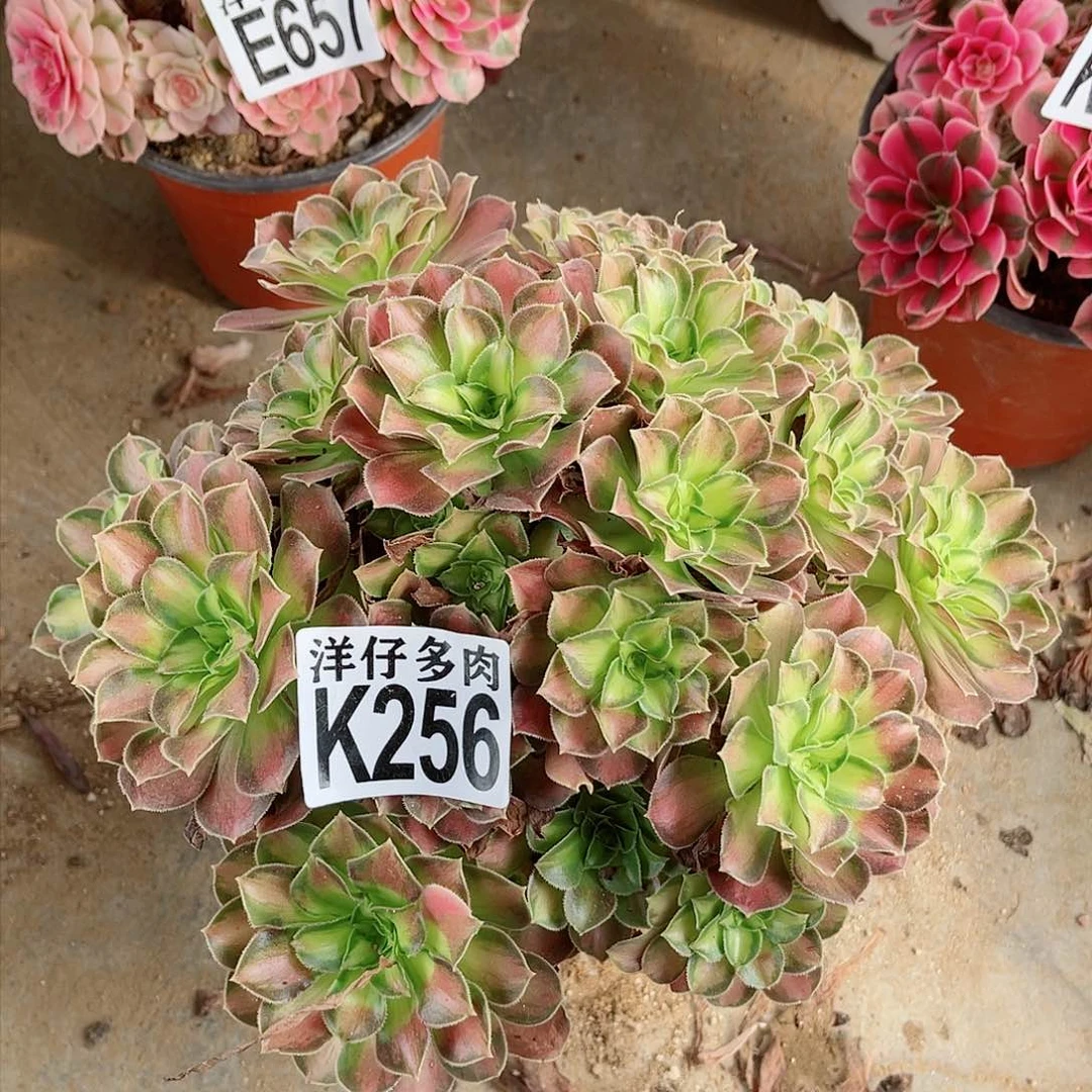 256韶法师园艺2号直播间