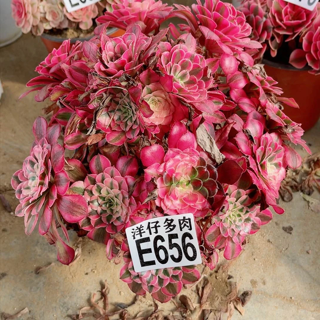 656红彤2号直播间