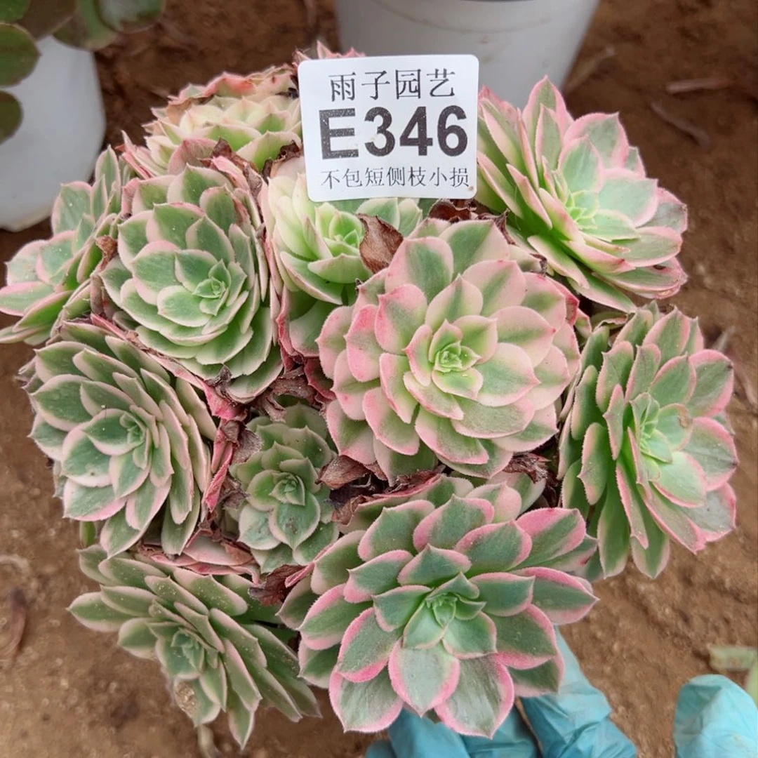 346雨子法师多肉当年桩海王