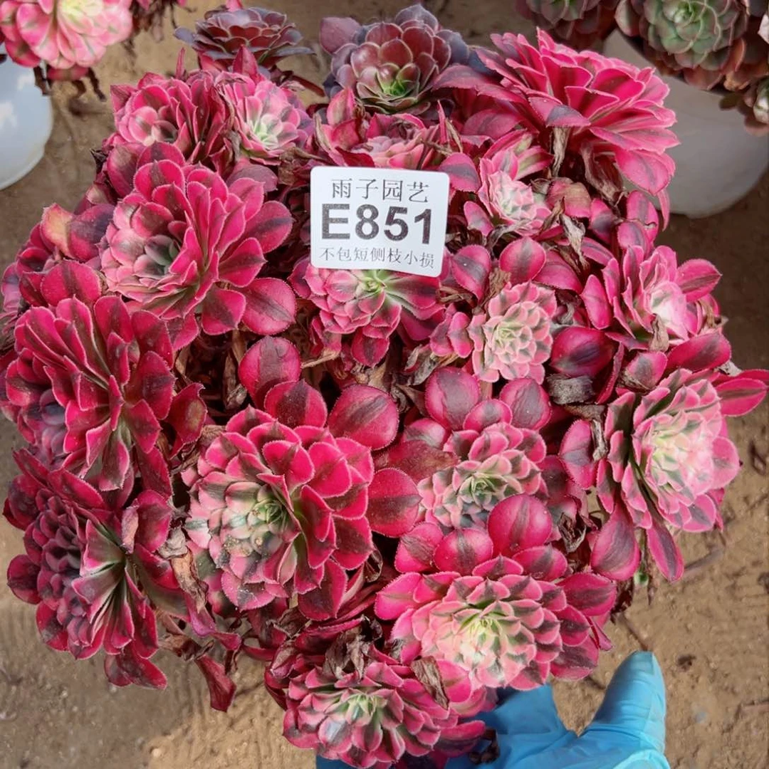 851雨后的天空很美