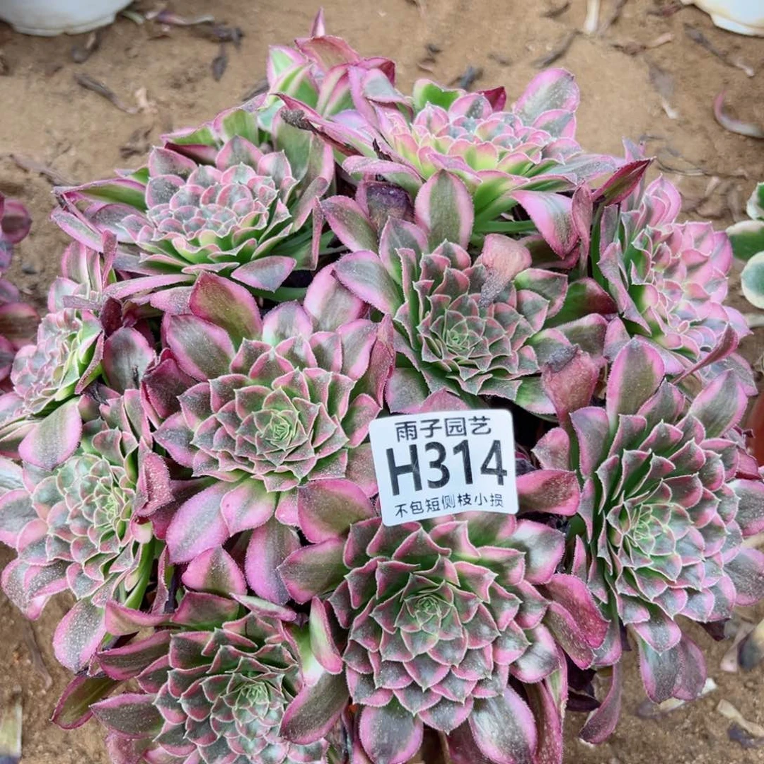 314雨子法师多肉当年桩天河