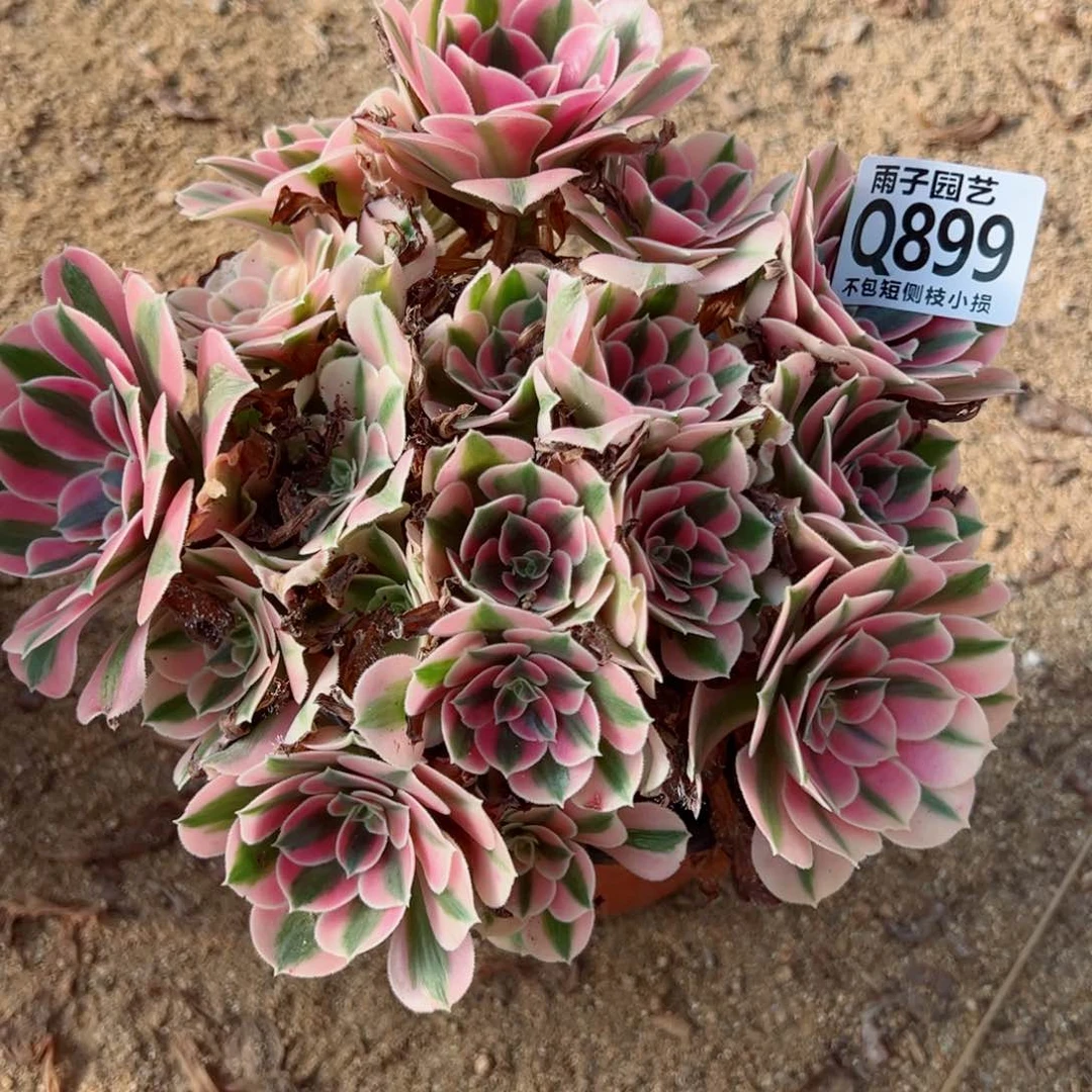 899雨子法师多肉当年桩粉女巫官服小