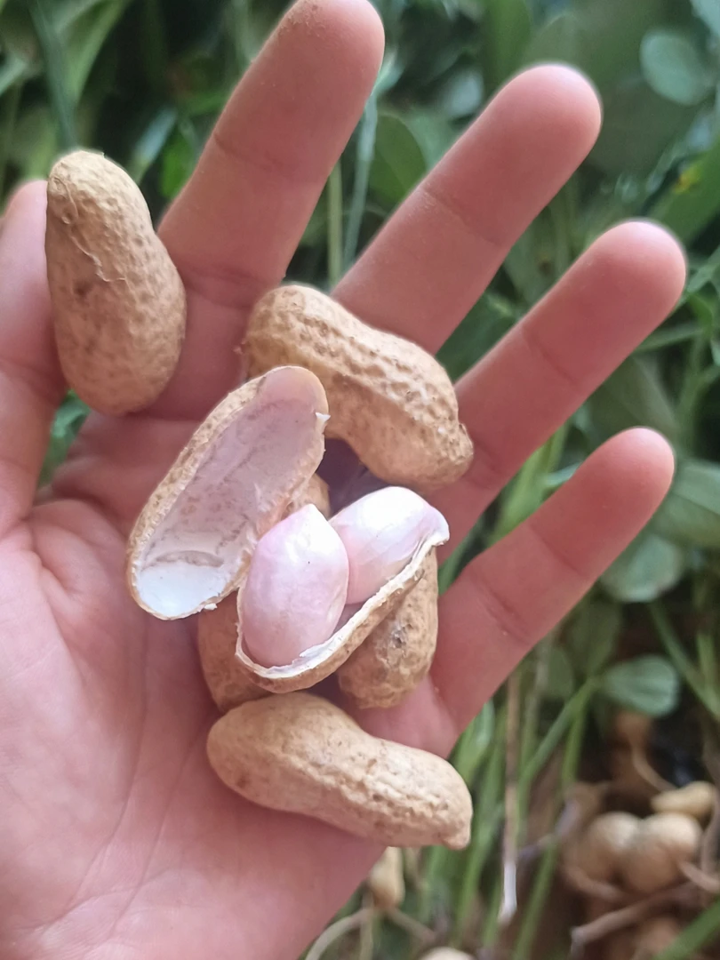 个个手捡成的能小点，果粒饱满，5斤25，韵达快递。