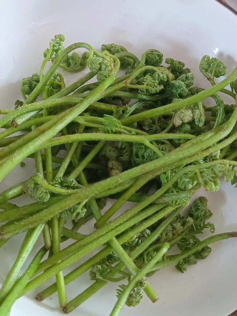 农村大山里的野菜蕨菜小孩拳抄一下水拌吃炒吃绝绝子3斤包邮