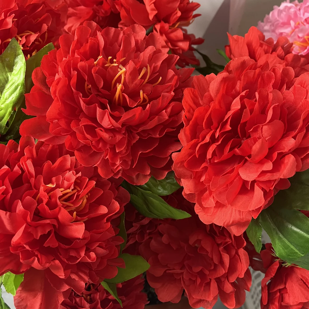 红色大花菏泽牡丹老桩精品花卉重瓣带芽孢好养活牡丹花