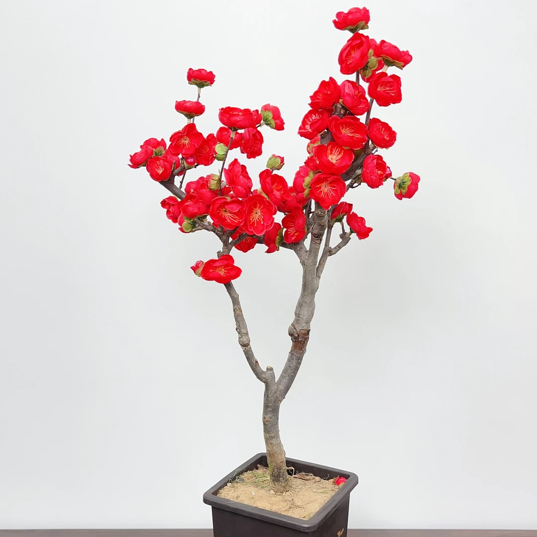 长寿冠海棠红色重瓣花卉盆栽老桩带花苞耐寒植物庭院阳台好养活
