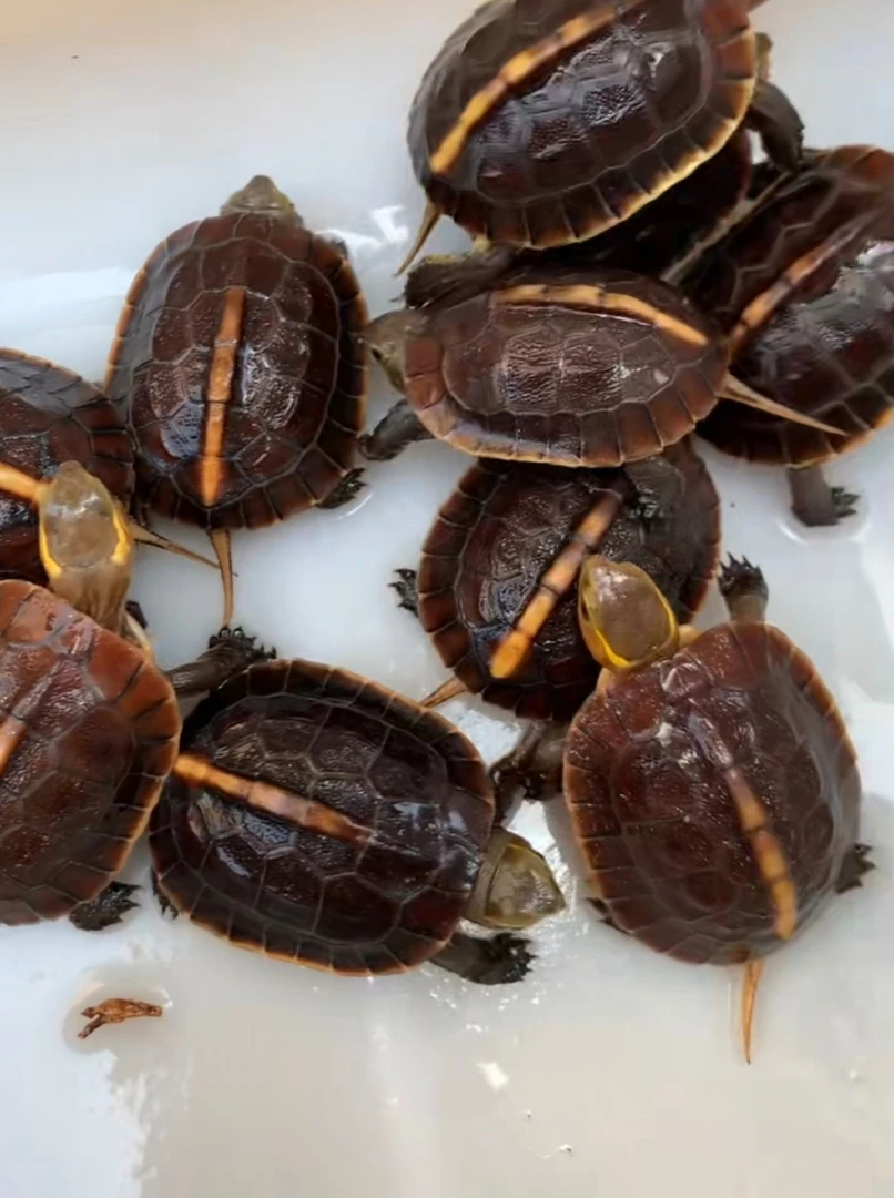 人工养殖宠物龟 直播间挑选龟 选择对应价格拍下 对版发货