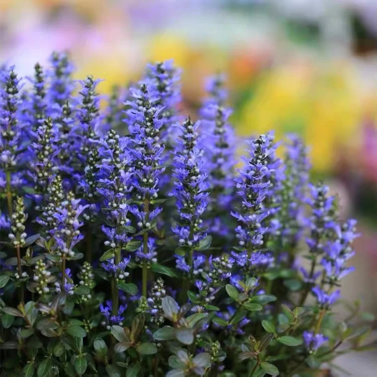 姬十二单筋骨草草多年生耐寒耐热阳台庭院花镜花卉