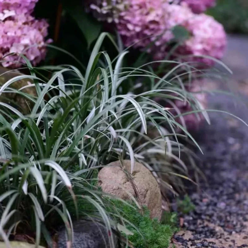 银边草耐寒耐热庭院植物观赏草多年生