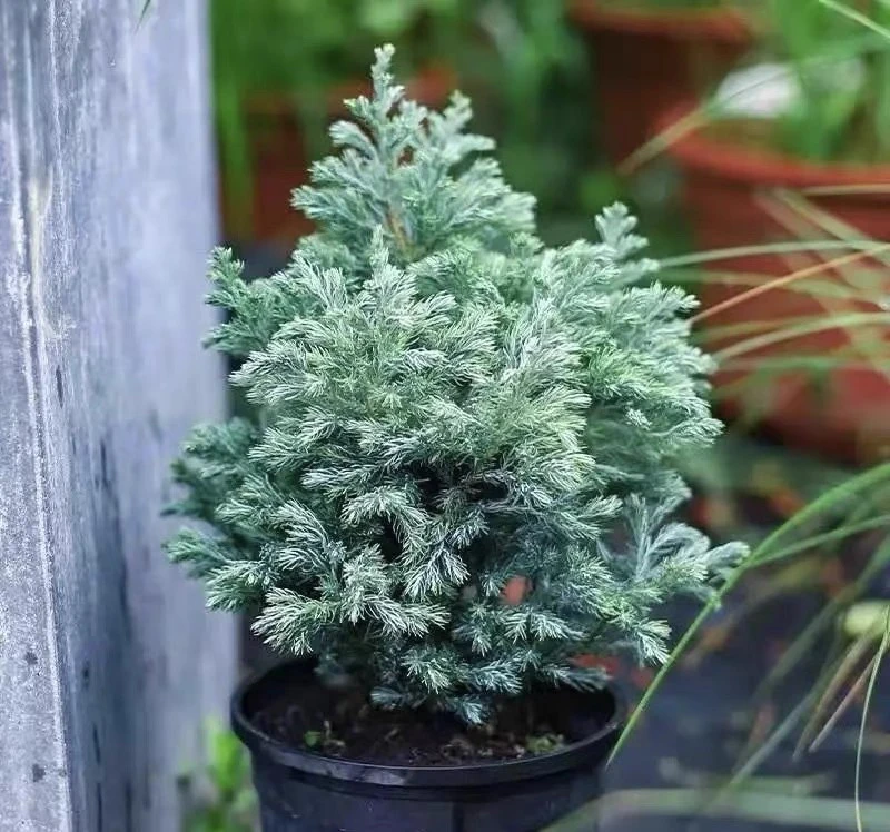 蓝湖柏 蓝色波尔瓦四季常青耐热耐寒多年生冷宿根花卉地被植物