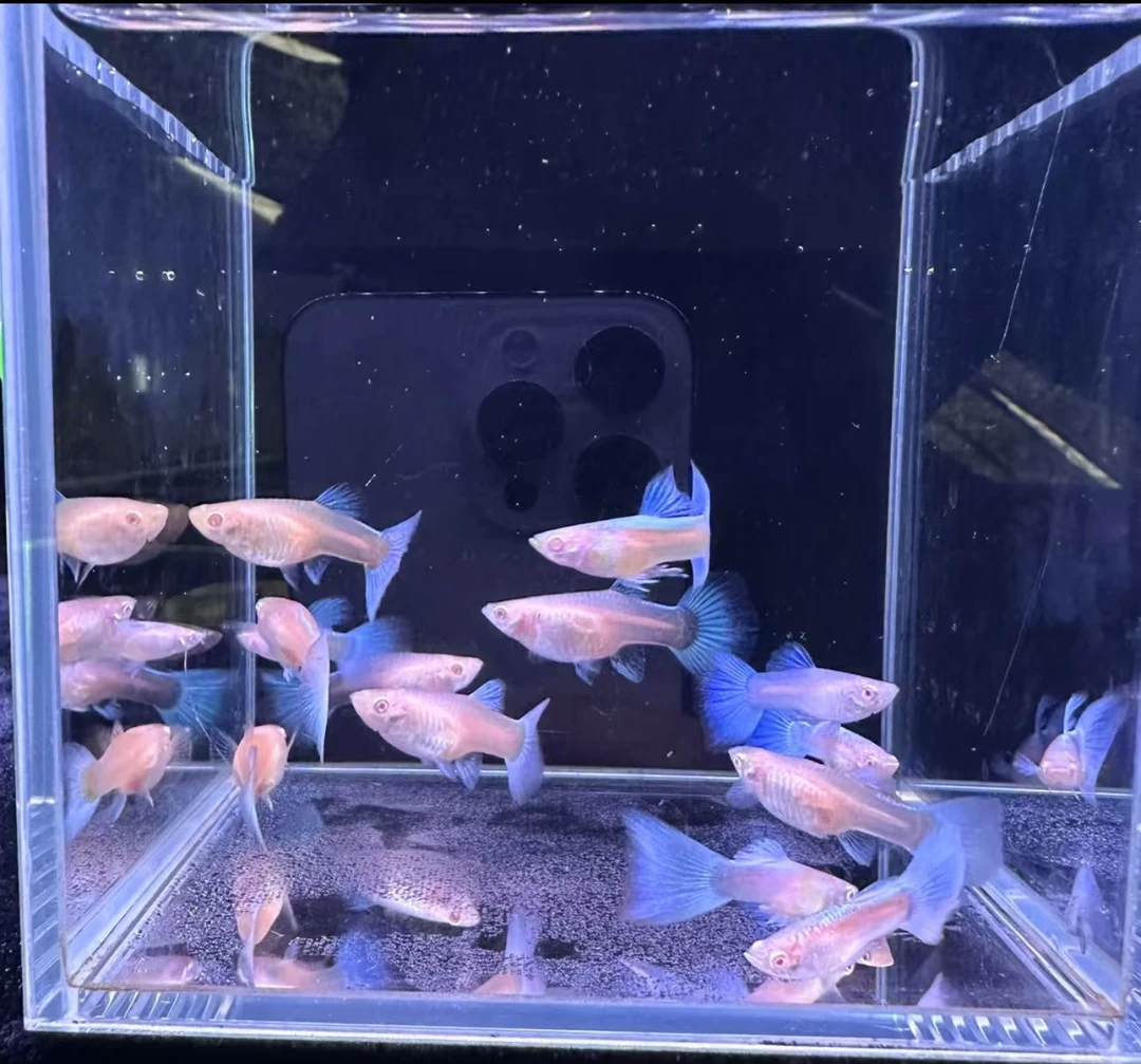 精品小天空蓝孔雀鱼（8+2入缸不包损）