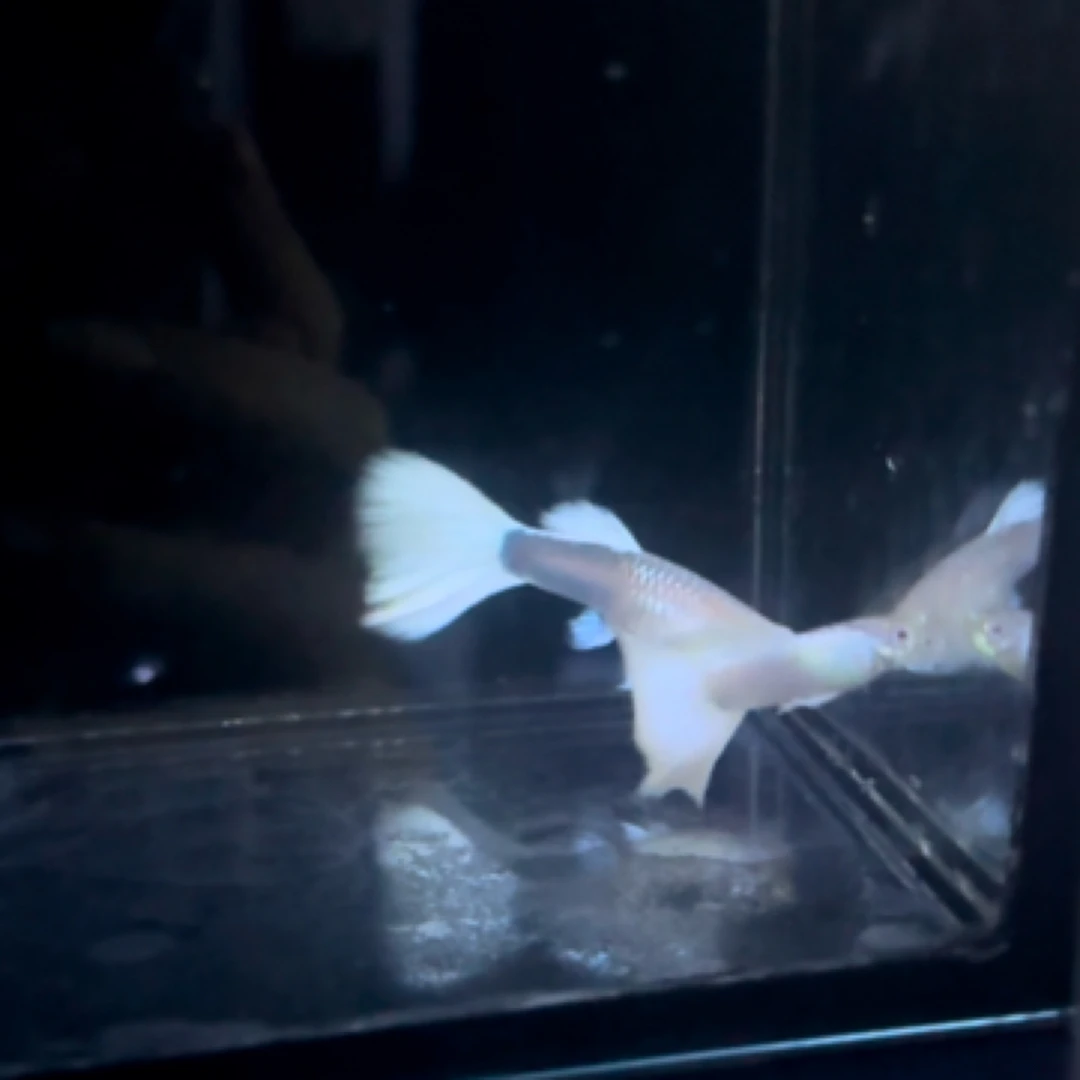 精品白金礼服，黄礼服白子（入缸不包损）