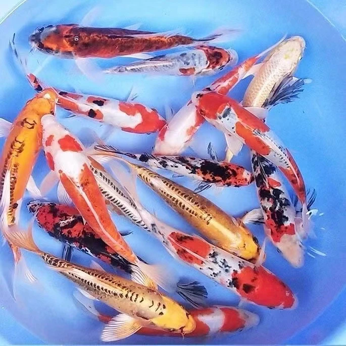 锦鲤鱼活鱼冷水淡水鱼观赏鱼金鱼招财鱼大小型鱼苗耐活练手鱼包邮