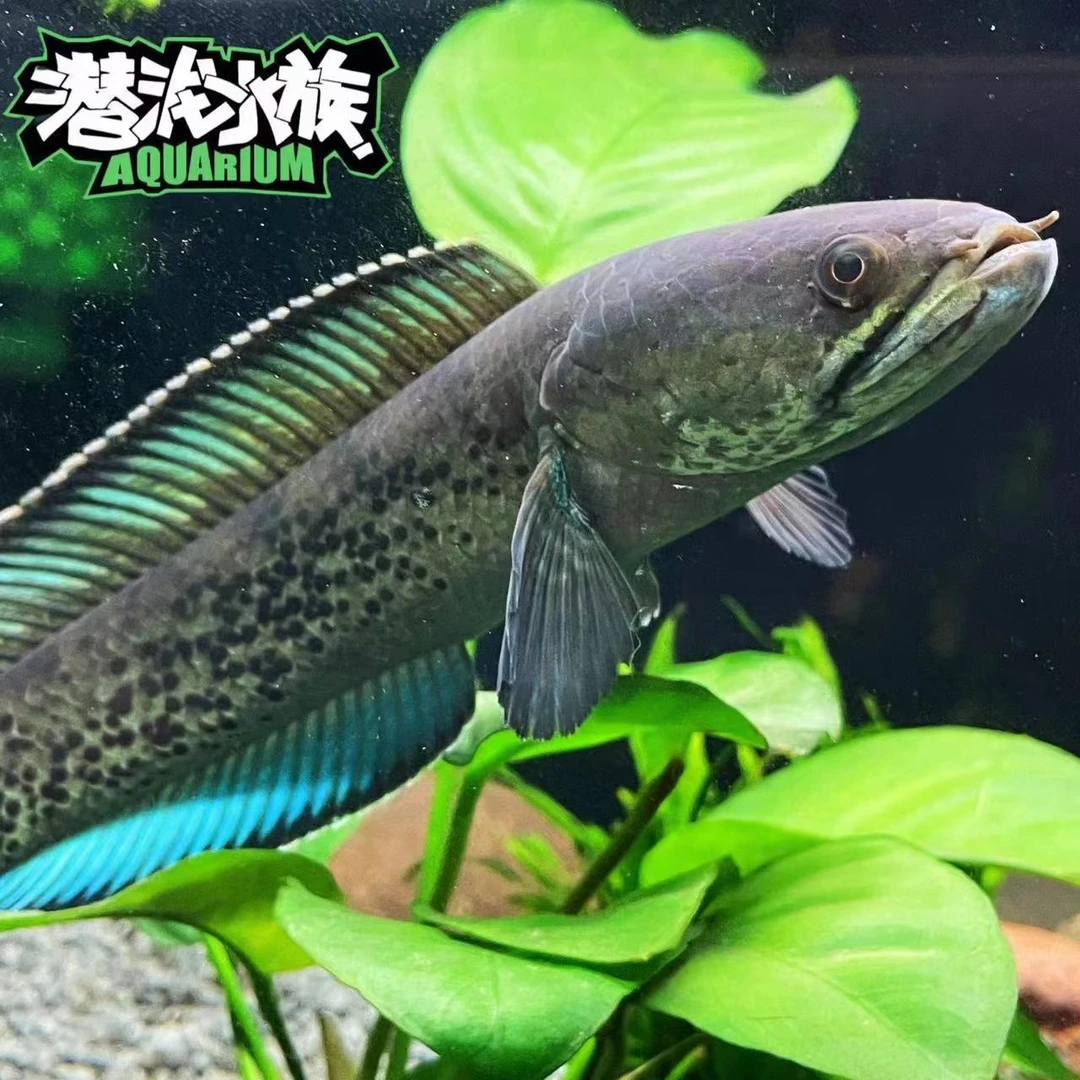 雷龙鱼幻蓝雷龙鬼王雷龙火背雷龙F1水族活体凶猛超棒稀有饲养