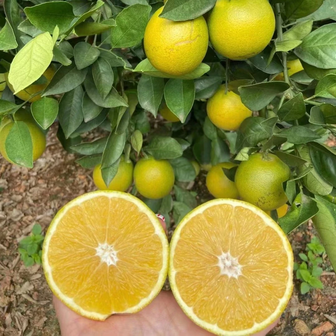 花斑果10斤装纯甜新鲜多汁无渣高原上的王子橙玉溪哀牢山冰糖橙