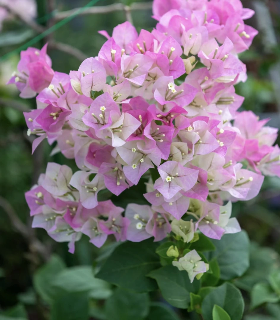 绿樱—三角梅盆栽带花苞耐寒耐热四季开花南北方可种植庭院阳台。