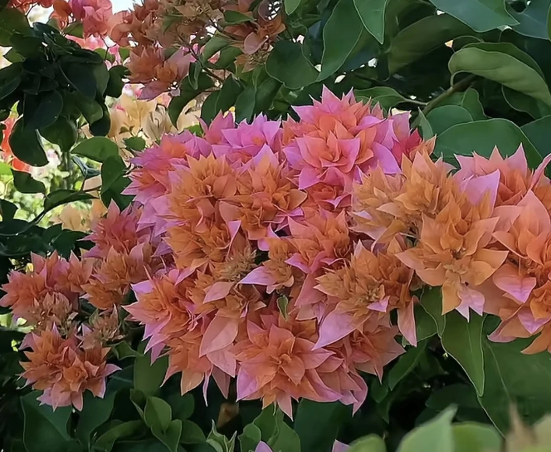 重瓣橙—三角梅盆栽带花苞耐寒耐热四季开花南北方可种植庭院阳台。