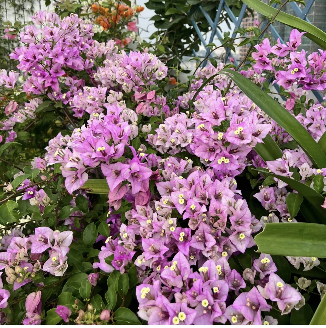 绿叶雪紫—三角梅盆栽带花耐寒耐热四季开花南北方可种植庭院阳台