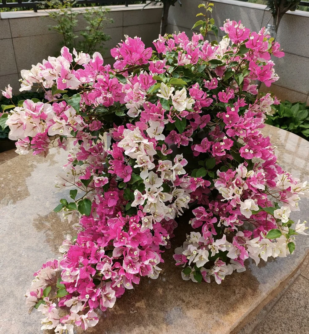 绿樱—三角梅盆栽带花苞耐寒耐热四季开花南北方可种植庭院阳台 