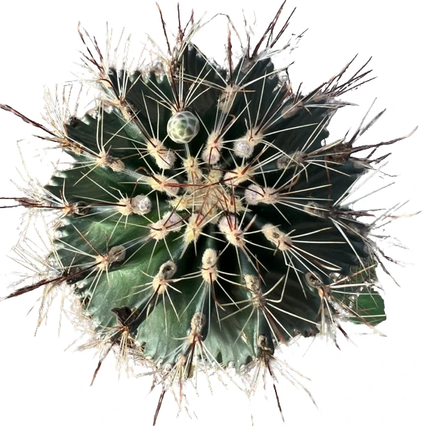 香香家龙王左右旋仙人球多肉植物盆景四季好养造景室内外热带植物