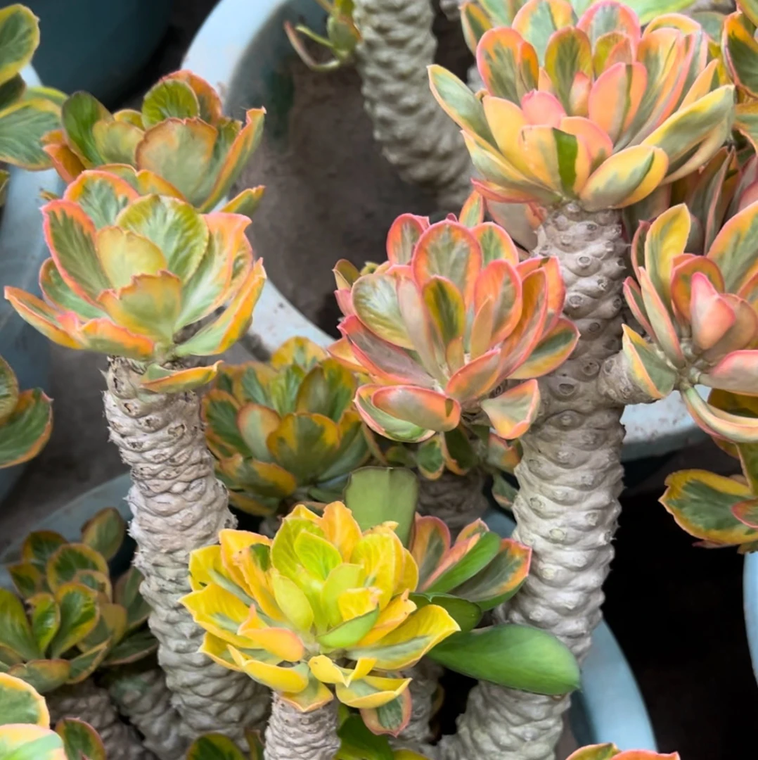 1号链接扇贝麒麟锦嫁接多肉植物喜阳耐热不喜水防冻怕冷沙漠植物