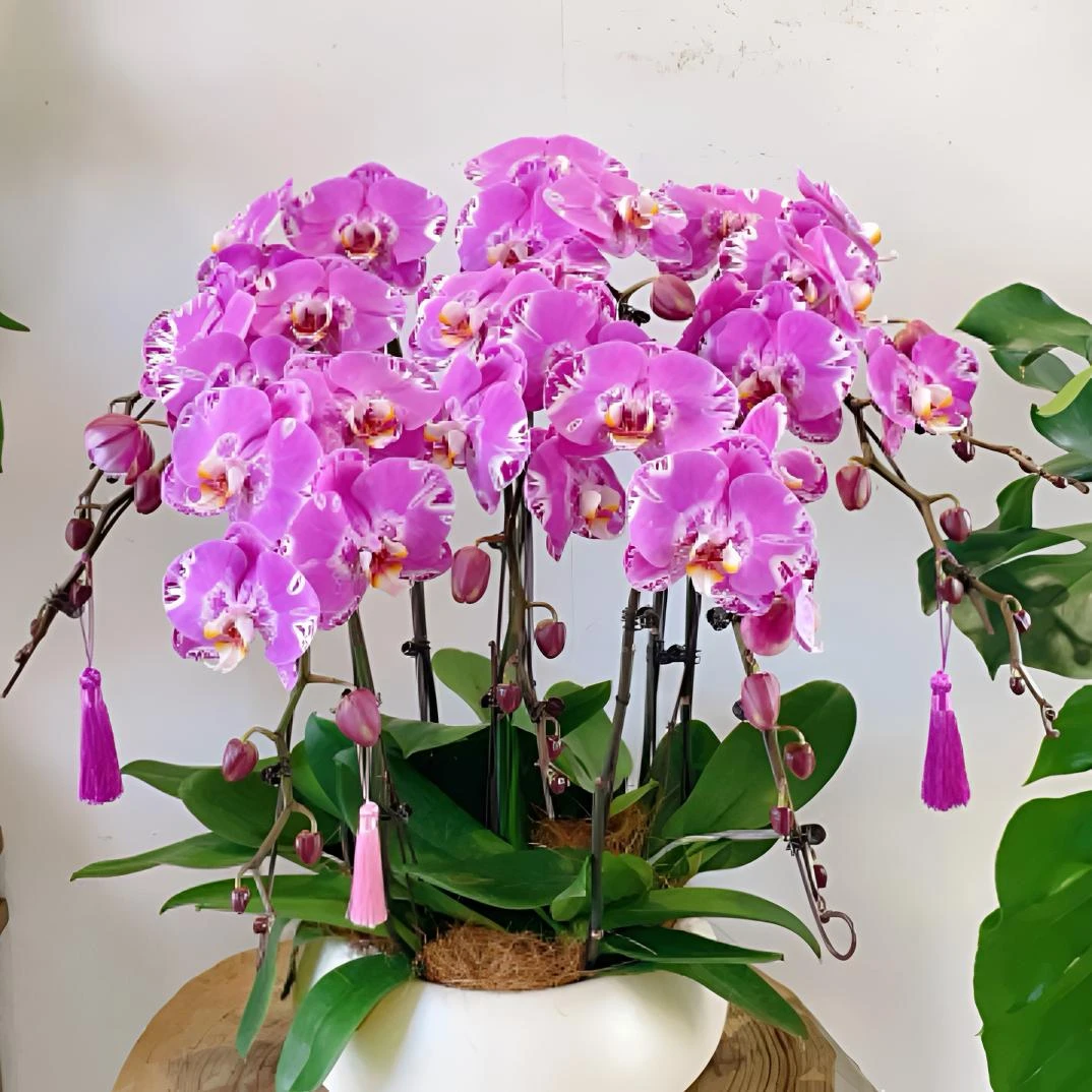 【藏宝图】无花剑不带花