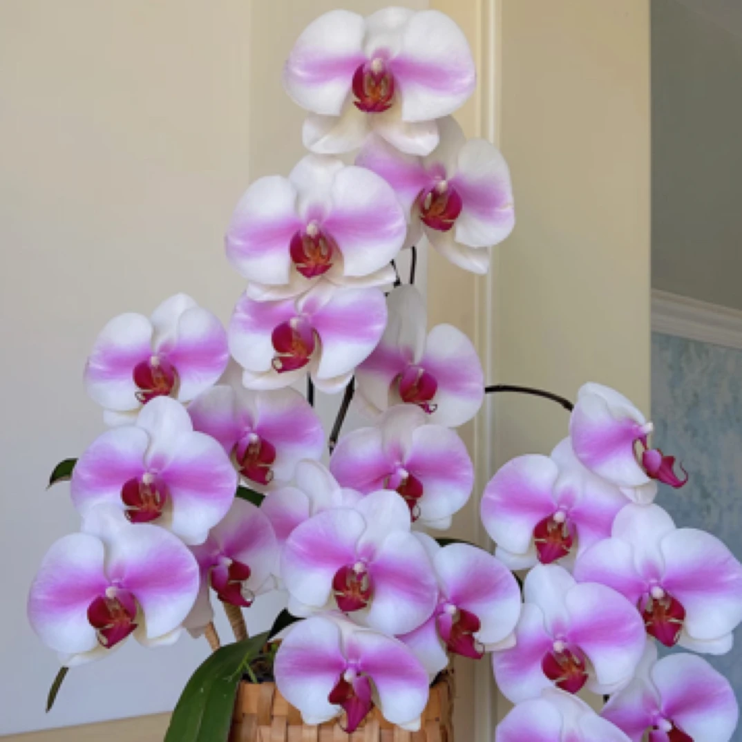 [婚纱]  粉色大花系列 单花剑  花苗发货