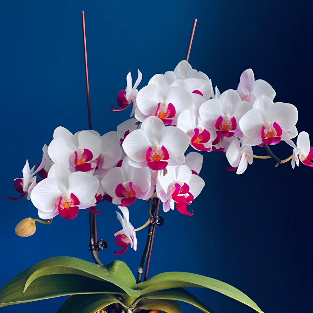 【貂蝉】 不带花 无花剑